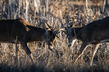 Canvas Print - Beautiful deer fighting in a field