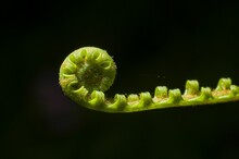 Green Spiral Plant Isolated On A Black Background