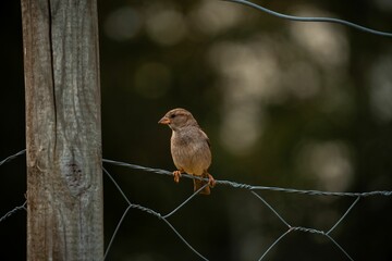 Poster - Closeup view of a sparrow perched on a chain-link fencing