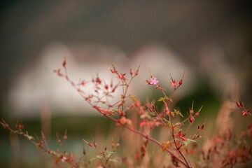 Wall Mural - Beautiful view of a herb robert blossom and bud on a blurry background