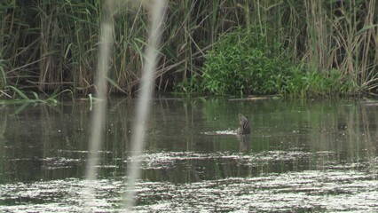 Canvas Print - Duck diving for fish in lake