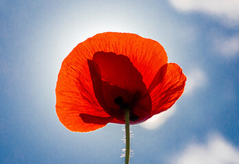 Poster - A red poppy flower in the sunlight and the sky in the background