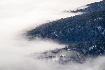 Poster - Tranquil winter scene of a forest blanketed by a layer of fog and snow