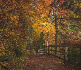 Wall Mural - Gorgeous view of a path covered by fallen leaves in a lively autumn forest with vibrant yellow trees