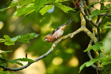 Wall Mural - Common chaffinch perched on a green tree branch
