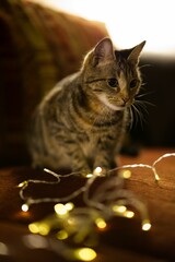 Sticker - Vertical shot of an adorable striped tabby cat with Christmas lights.