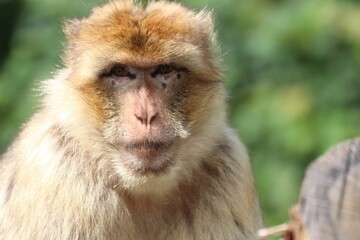 Canvas Print - Closeup shot of a Barbary macaque.