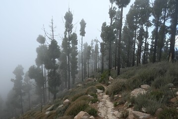 Canvas Print - Narrow trail in a pine tree forest on a foggy day