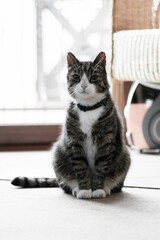 Poster - Closeup shot of a cute tabby cat wearing a collar. Domestic cat looking at the camera