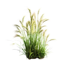Fakahatchee Grass Ornamental Plants Flower  Isolated On White Background Png.