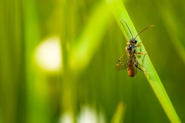 Wall Mural - Close-up shot of a rider (Ichneumon) on a plant leaf