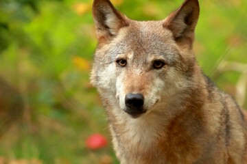 Sticker - Closeup of a Mongolian wolf, looking at the camera, with forest blurred in the background