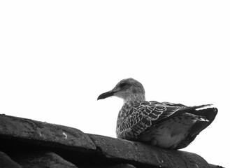 Poster - Grayscale of a herring gull (Larus argentatus) perched on the roof