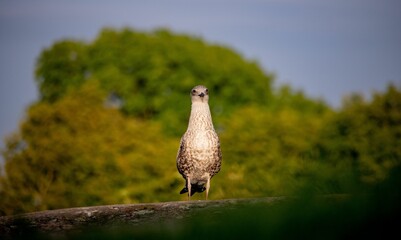 Poster - Herring gull (Larus argentatus) resting in the sunlight with trees in the background