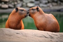 Cute Capybara Couple Snuggle Up To Each Other With Their Noses On A Blurry Background. Wild Animals. Environment. Family. 14th February. Saint Valentine's Day. Protect Animals Generative AI