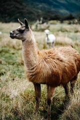 Canvas Print - Vertical closeup shot of a beautiful Alpaca in the field on a blurred background