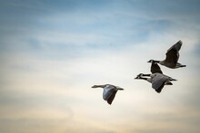 View Of Beautiful Geese Flying In A Cloudy Sky During Sunset
