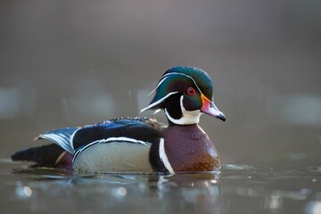 Canvas Print - Close-up shot of a cute little duck floating in the lake