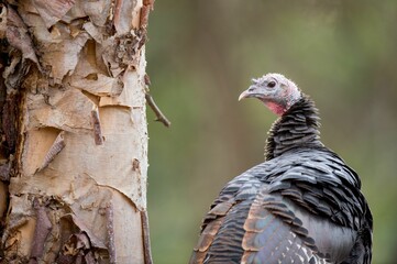 Canvas Print - Wild Turkey perched in front of a smooth background in soft overcast light