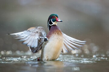 Poster - Closeup shot of a Wood Duck spreading its wings wide open