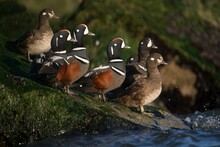 Harlequin Ducks Perched On The Mossy Rock At The Shore