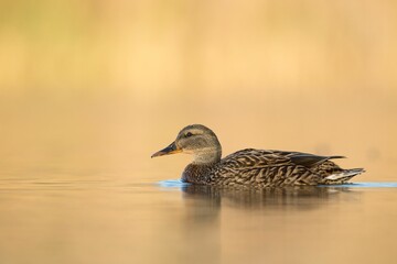 Sticker - Gadwall duck swimming on the lake water