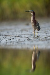 Poster - Vertical shot of a small green heron standing at the shore of a lake and reflecting on the water