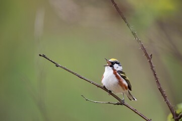 Wall Mural - Small chestnut-sided warbler perched on a tree branch