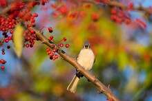 Tufted Titmouse Perched On The Tree With Red Fruits