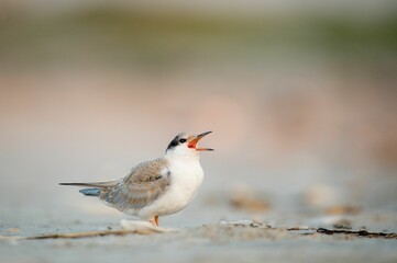 Poster - Common tern bird perched on the sandy shore