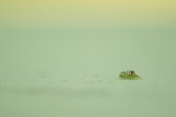 Canvas Print - Green eye of a lizard peeking from the water