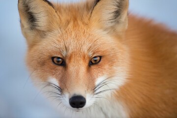 Canvas Print - Portrait of a beautiful Ezo red fox