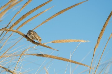 Canvas Print - Savanna sparrow perched on the wheat on the background of blue sky