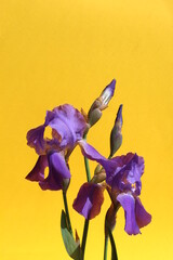 Wall Mural - Beautiful iris flowers blooming on a yellow background.