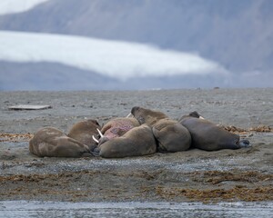 Sticker - Sea lion perched on a rock in the water in Svalbard, Norway