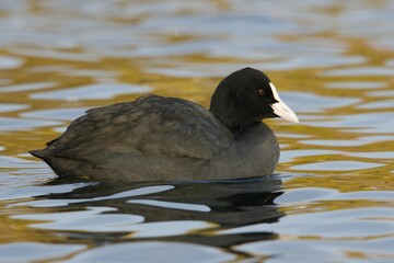 Sticker - Eurasian coot swimming on a pond with orange and blue colors reflected in the water