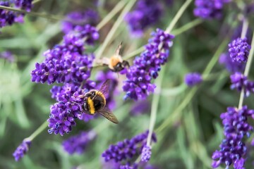 Poster - Closeup shot of a bumblebee on a purple flower