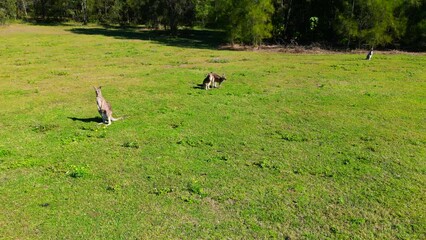 Sticker - Drone view of kangaroos in a field in Gold Coast, Australia