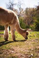 Poster - Vertical shot of a cute brown Alpaca (Vicugna pacos) grazing at a farm on a sunny day