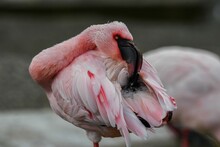 Pink Flamingo Preening Its Feathers