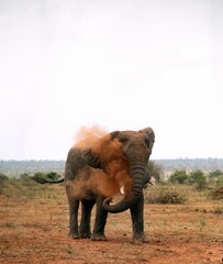 Wall Mural - Huge elephant putting dust around its body