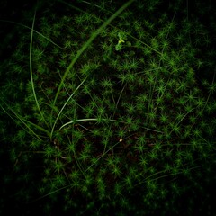 Poster - Texture of green grass growing in the field