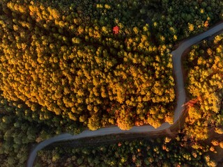 Sticker - Top view of a road in an autumn forest