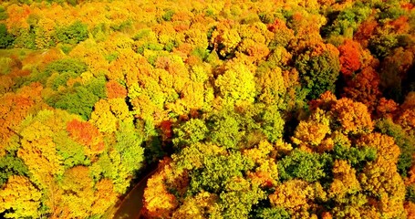 Poster - Aerial view of the tall colorful autumn trees on a sunny day