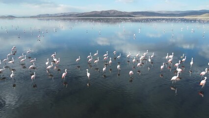 Poster - 4k drone footage of flamingos in Uru Uru Lake, Oruro Bolivia