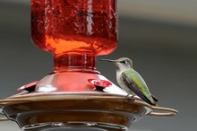 Closeup Of An Anna's Hummingbird Perched On A Kerosene Lamp