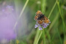 Selective Focus Shot Of Quino Checkerspot (Euphydryas Editha Quino) Perched On A Flower