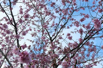 Poster - Sakura tree blossom against the blue sky