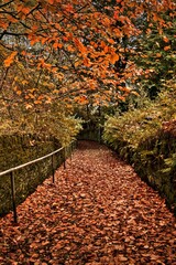 Sticker - Vertical shot of a walkway covered with dry leaves and orange trees around