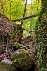 Poster - Fallen trees above a hiking path